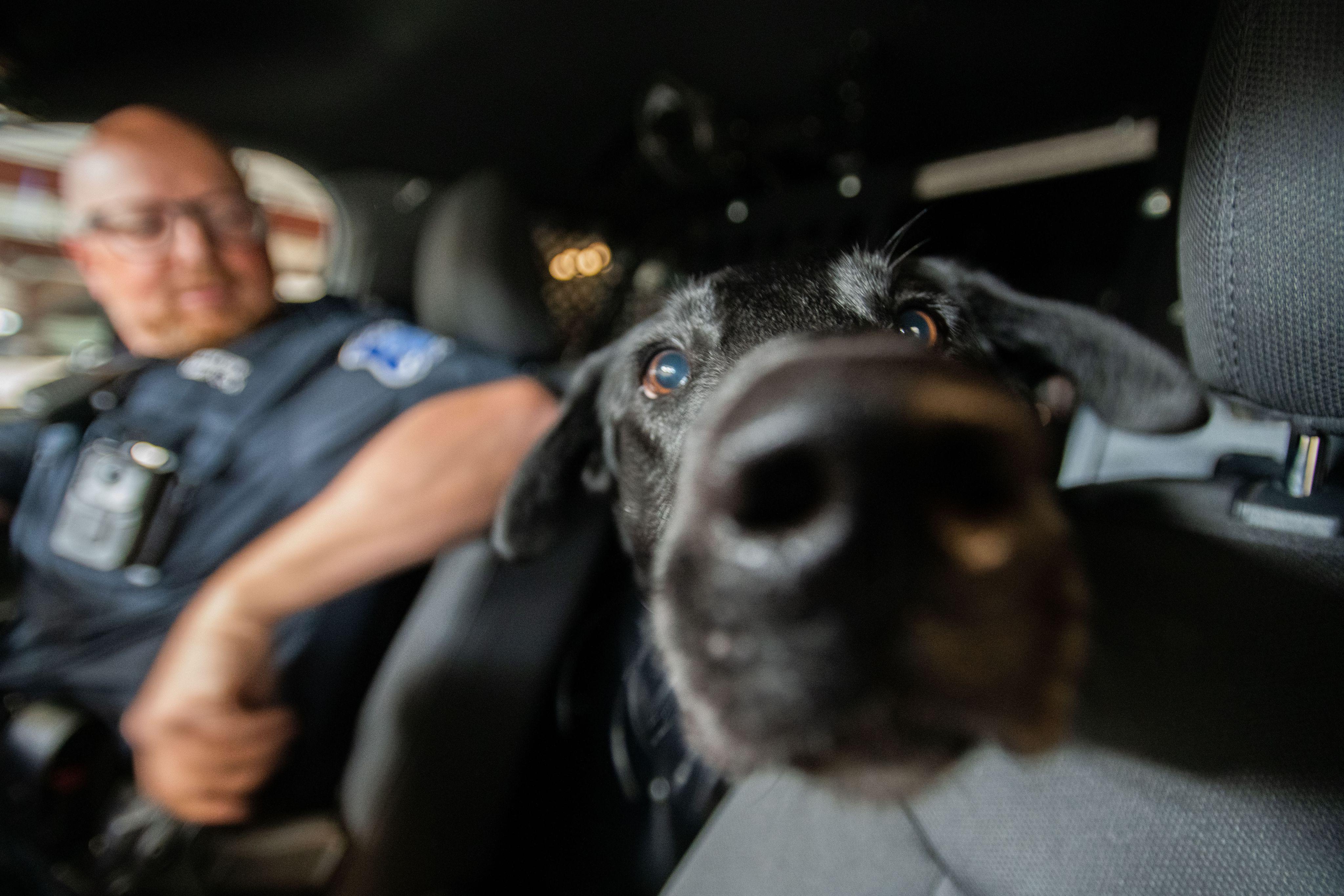 tight inside the car photo of black Lab nose near center, with officer seated in driver's seat