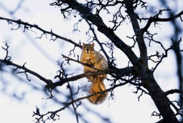  A squirrel sits on a tree branch. 