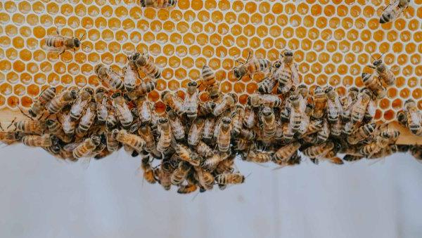 Bees clinging to a hive frame.