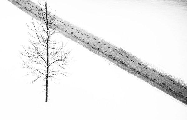 A bare tree with no leaves and a sidewalk covered in footprints shows a wintery scene.