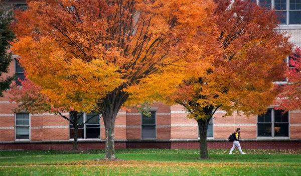  A student walks past colorful orange trees on a college campus. 