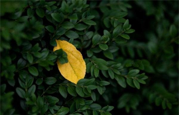  A yellow leaf is caught in a green shrub.