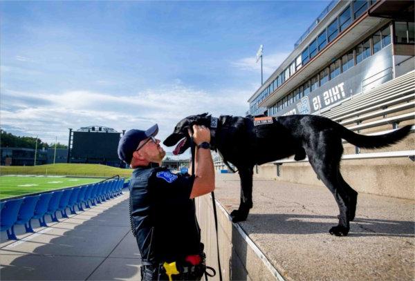  A police officer and black Labrador share a moment face-to-face in a football stadium. 