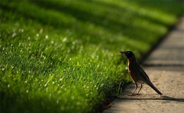  A robin holds a worm in its mouth near a grassy area.