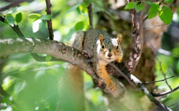  A squirrel stares at the camera while resting on a tree branch. 