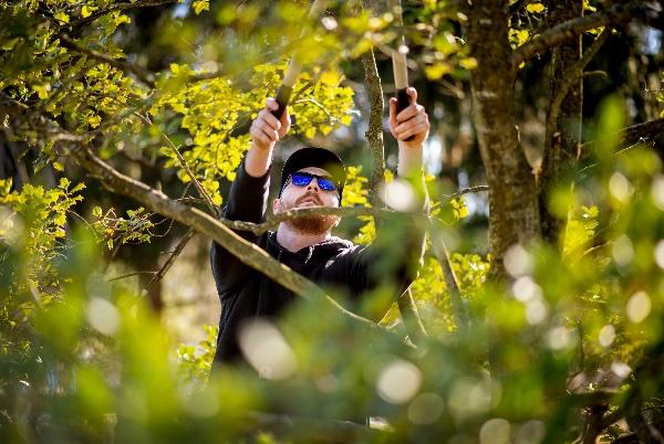 A person uses loppers to prune a tree. 