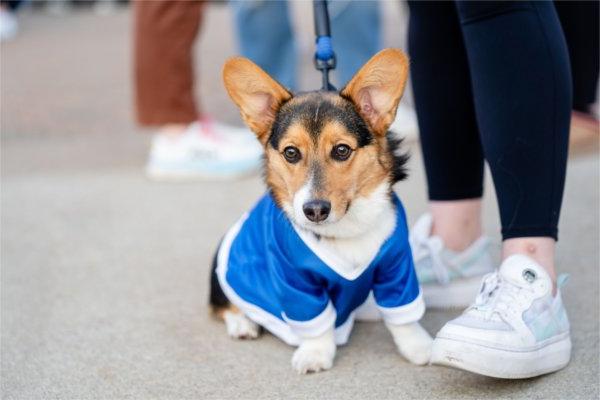 A corgi dog wears a blue shirt.  