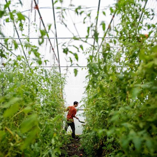 A man in an orange shirt harvests tomatoes.