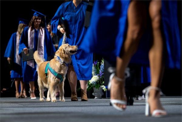  A service dog walks across the stage during a Commencement ceremony.