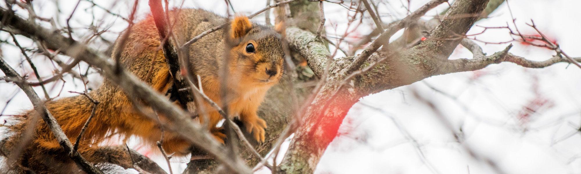 Squirrel on campus.